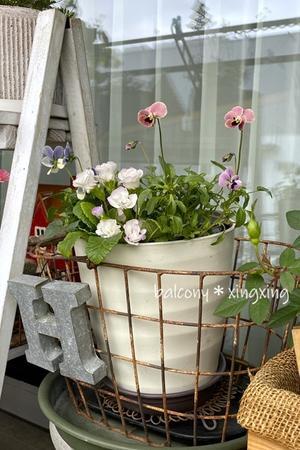 未完成の寄せ植え、、、入居開始！ - balcony＊xingxing＊