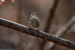 キクイタダキ - 新　鳥さんと遊ぼう　