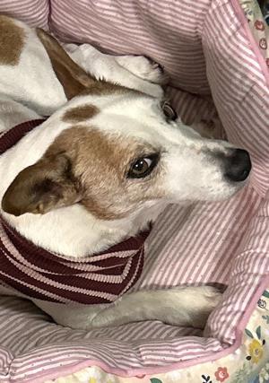 ☆②11/17.⑨冬支度❣️②ベッド❣️ダブルバーガーベッド❣️底冷え防止❣️わんこ飼いの参考に❣️ - ===②☆ジャック『ぷよ』☆===  かわいさ・わるさ・ぐうたらさ♪(๑ᴖ◡ᴖ๑)♪