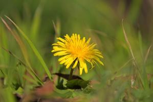 冬の演奏会♪ - 今日もカメラを手に･･･♪　part3