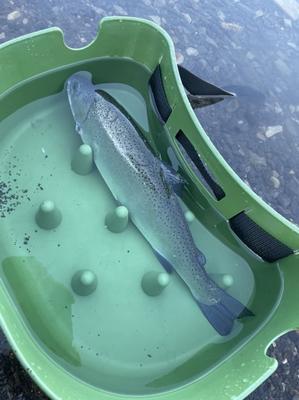 12/16(tue) 本栖湖フライフィッシンング　吉田　誠様 - Fly Shop Loop to Loop Blog