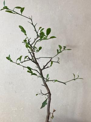 丸太と窯焚き準備　（No.1197） - 薪窯冬青　犬と山暮らし