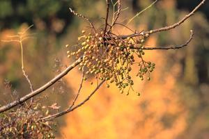 昼間は暖かい日でした！ - ハチミツの海を渡る風の音