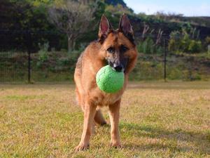 お口が小さいシェパード・・・らしい - 徒然てんぐさ