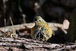 若さんのブルブル ....ルリビタキ親子？　&  ジョビ子さん - 新　鳥さんと遊ぼう　