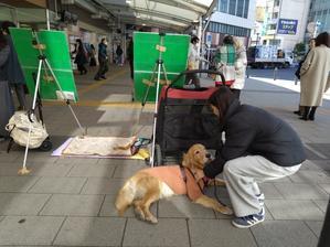 宮廷革命 - 梟通信～ホンの戯言