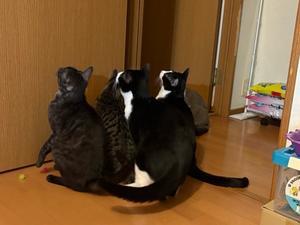 こんな年の瀬に - 「両手のない猫」チビタと愉快な仲間たち