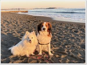 40代OLが買わない服 - くろわんこ日記