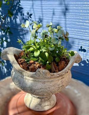 待ちに待った鉢が届きました♡寒さで傷んできたビオパン(^◇^;) - 薪割りマコのバラの庭