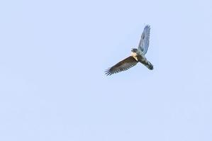 カワセミ・ハイタカ