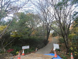 土砂崩れ後保守工事中・ササユリ群落の笹刈り・樹木名札付け…定例活動日 - 『うみべの森を育てる会』ホームページ