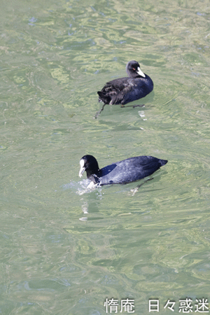鳥撮り手習い (36) - 惰庵 日々惑迷 (だあん ひびわくめい)