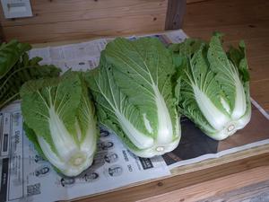 野菜販売１０５ 旬の野菜パック - つくってみがく  創研