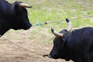8/3 山古志牛の角突き 第六回 メイキラ-黒宝 - 動物園写真館