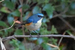 幸せを呼ぶ青い鳥が再び登場 - 旅プラスの日記
