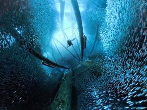 本部ゴリラチョップのミジュン - BLOG -うみのいろはそらのいろ-