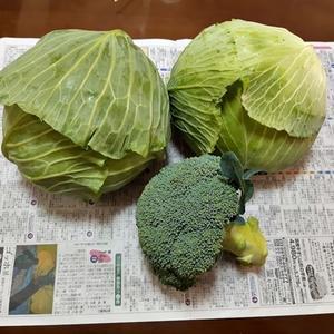 新鮮野菜が・・・！ - M's Factory