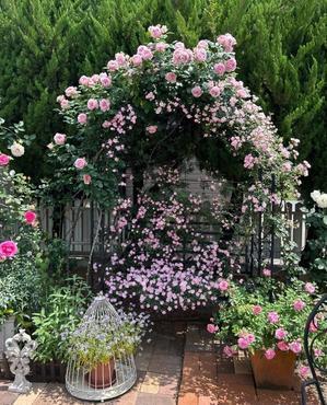 つるバラの誘引剪定〝アントニオガウディ＆DAルデューテ＆夢乙女〟 - 薪割りマコのバラの庭