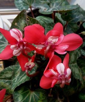 これどうしよう？ - まさかり半島日記