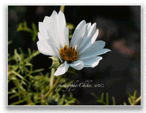 天 命 - ちほりごと@．．ｏＯ○