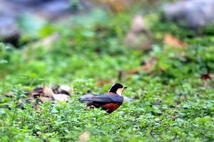 久しぶりに　ヤマちゃん！ - ハチミツの海を渡る風の音