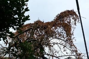 What  is  this? - hibariの巣