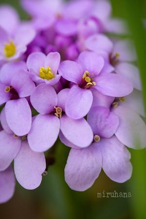 冬の庭しごと。 - MIRU'S PHOTO