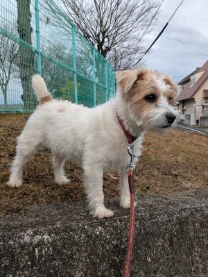 冬のおさんぽ - 獺祭亭日乗
