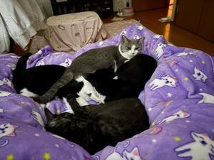 ダイゴとリンゴの納骨 - 「両手のない猫」チビタと愉快な仲間たち