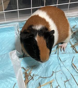 モルモットと暮らしてて感じたこと - まる、ゆるり。