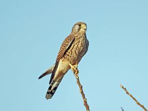 今日の鳥見 池島 - 池島しゅうへんの野鳥