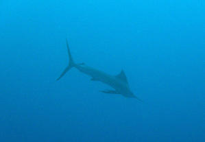 12月20日　ハンマー群れ＆カジキ群れ - YDSブログ