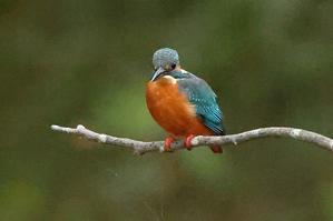 カワセミの鬼母とパパ（その58、狩り失敗で鬼母に叱られるパパ） - 旅プラスの日記