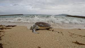 ガスtぃ - Lets パドリング