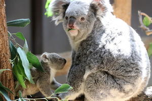 クリスマス商戦が過去最大の“冷え込み”らしい - メジロさんの日々思うことと動物写真