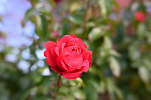 冬の石橋文化センター 2025 - Photograph & My Super CUB110 【しゃしんとスクーター】