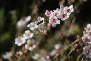 冬の一等星 - 月のように風のようにⅡ