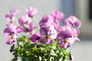 庭の花　ビオラ - 四季折々