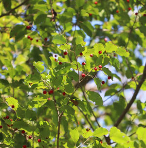 冬青 - とべるね