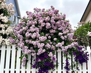 つるバラの誘引剪定〝レイニーブルー〟 - 薪割りマコのバラの庭