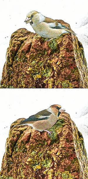 シメの雌雄の違い - タックの庭仕事 ── 黄昏人生残日録 ──