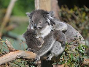 いろいろな顔(84)【バララット・ワイルドライフパーク】 - bonsoir