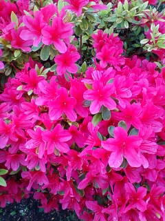 「コンサルタントの視点」日記