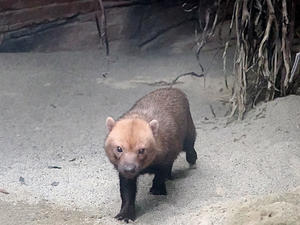 熱帯の森エリアの動物たち - 動物園放浪記