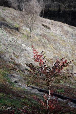 乃東生ず、さんぽ道 #1 - 在り合ふ瞬間 Ⅲ