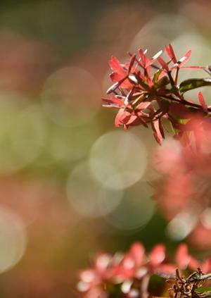 冬らしく寒い日に… - 今日もカメラを手に･･･♪　part3