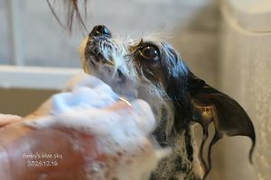 今年最後のシャンプーday - FUNKY'S BLUE SKY