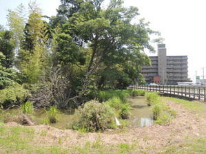 「北摂多田の歴史」//　矢竹 - 高代寺日記・農園・スピリチャル体験など