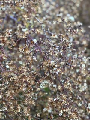 キレイな雑草 - （どーもボキです ＞Z_￣∂