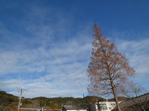 ２０２５年度「みさき里山クラブ：野外忘年会」　in　孝子の森 - 活き生き in 岬町